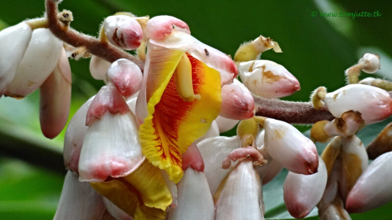 Orquídeas na Decoração de Interiores: Como Transformar sua Casa