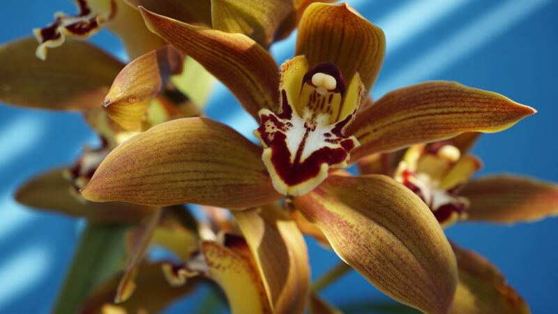 Orquídeas na Decoração de Terraços: Guia Completo