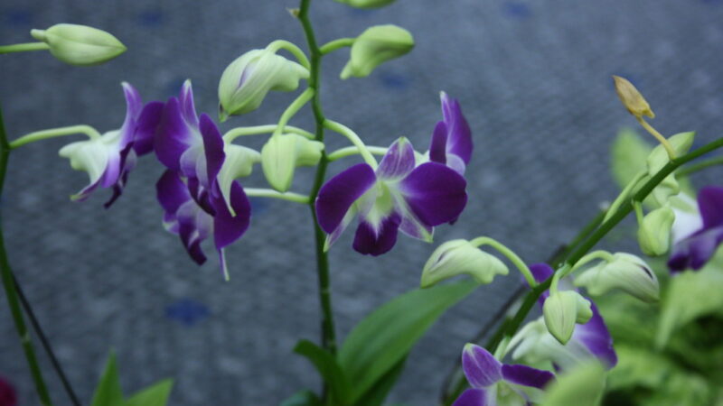 Orquídeas como Presente: Elegância que Encanta em Qualquer Ocasião