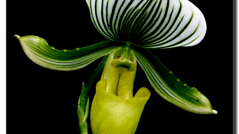 Fertilizantes Orgânicos vs Químicos: Qual é o Melhor para suas Plantas?