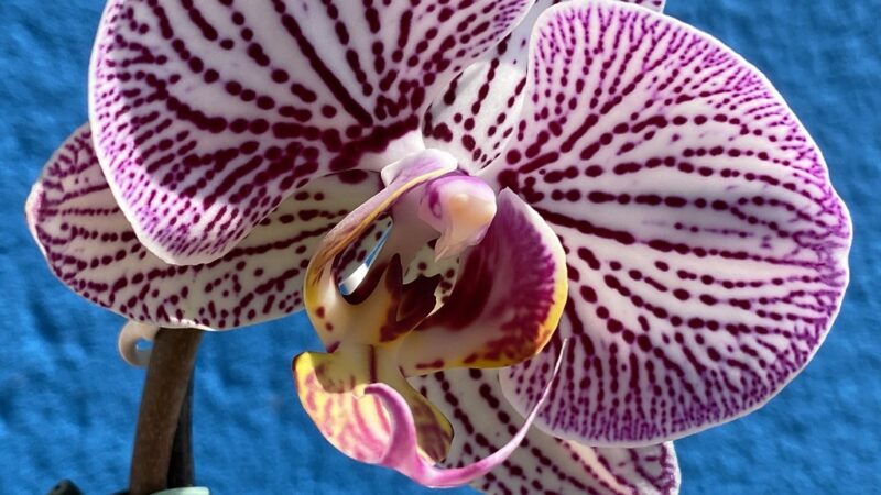 Guia Completo: Remédios Caseiros e Tratamentos Preventivos para Orquídeas