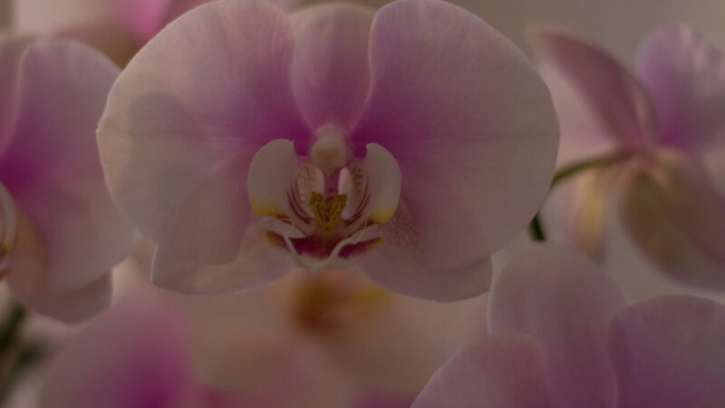 Orquídeas no Casamento: Decoração e Significados Especiais