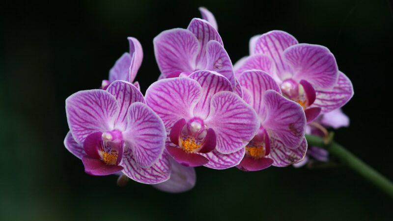 Como Cultivar Orquídeas em Casa: Guia Completo para Iniciantes