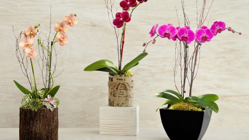 Vasos Ideais para Orquídeas: Como Escolher o Recipiente Perfeito