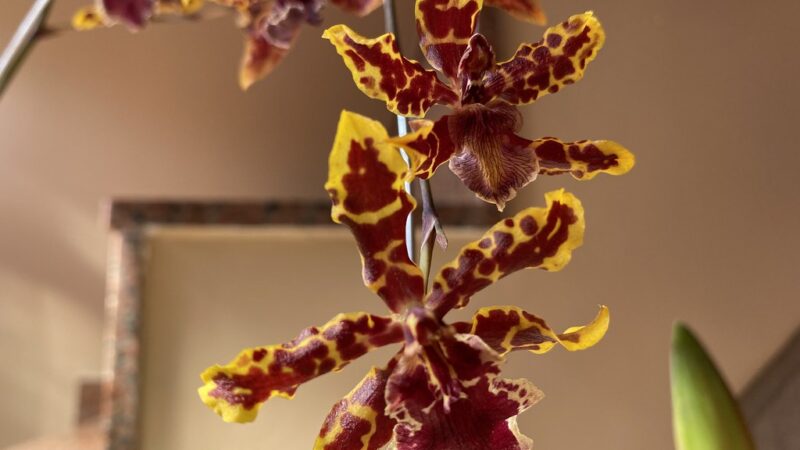 Poda e Replantio de Orquídeas: Técnicas Essenciais