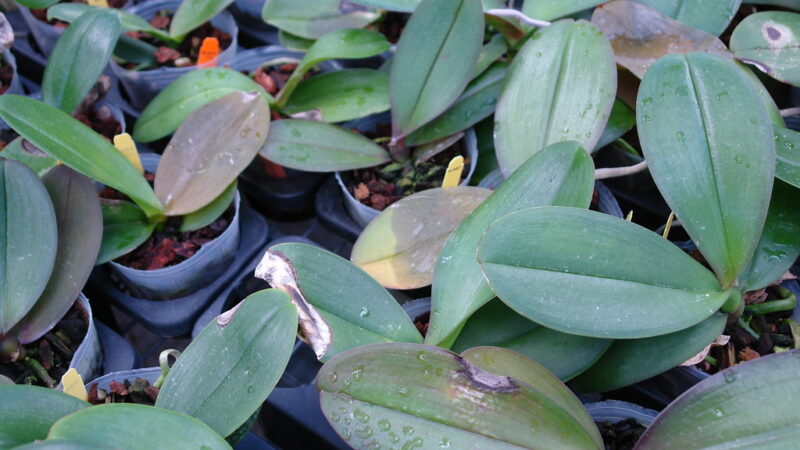 Fungos em Orquídeas: Como Identificar, Tratar e Prevenir