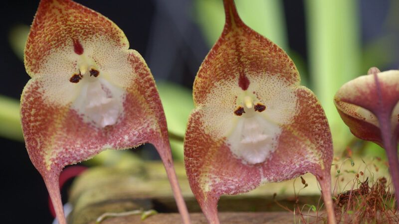 Bacterioses em Orquídeas: Sintomas, Diagnóstico e Controle
