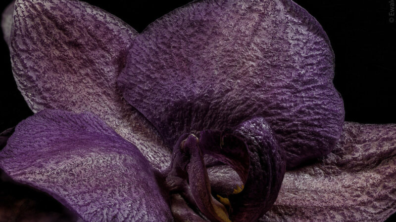 Phalaenopsis: A Elegante Orquídea Borboleta para Cultivo Doméstico