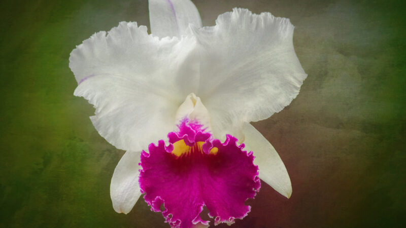 Cattleya: A Rainha das Orquídeas e Seus Cuidados Essenciais