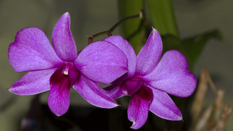 Dendrobium: Beleza Exótica e Versátil para Seu Orquidário