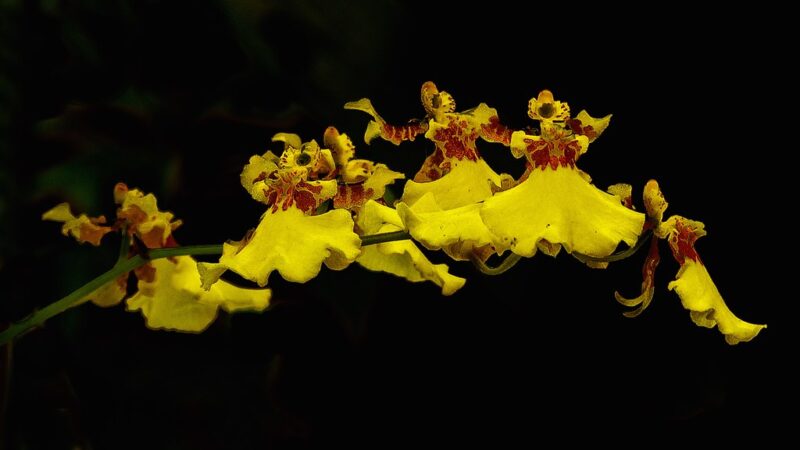 Oncidium: A Encantadora Chuva-de-Ouro para Cultivo Doméstico