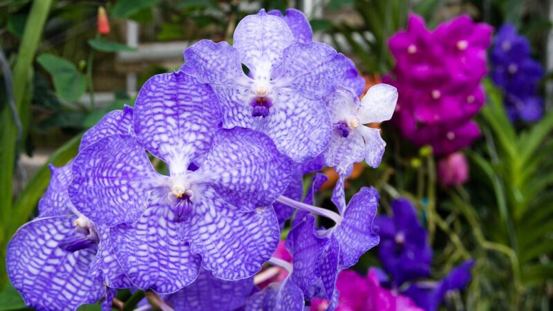 Vanda: A Orquídea Azul que Encanta com Raízes Aéreas