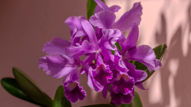 Orquídeas Nativas Brasileiras: Espécies Raras para Cultivar em Casa