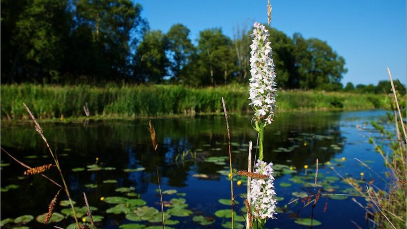 Frequência de Rega para Orquídeas: Como e Quando Regar Corretamente