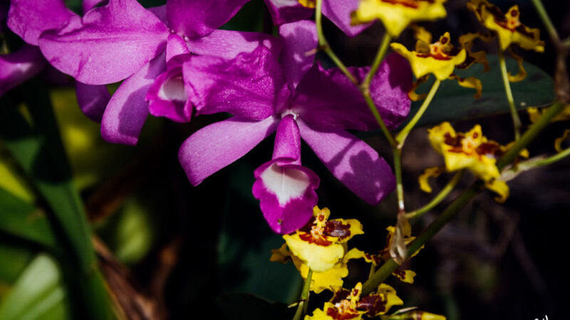 Como Adubar Orquídeas Durante a Floração