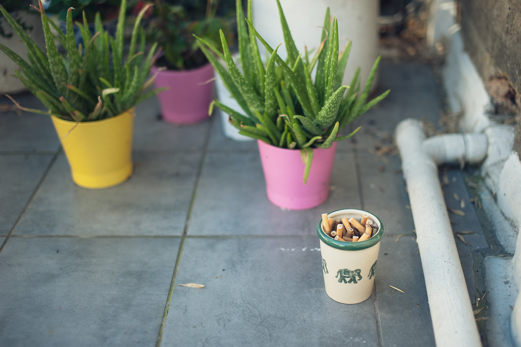 Orquídeas na Decoração de Terraços: Guia Completo