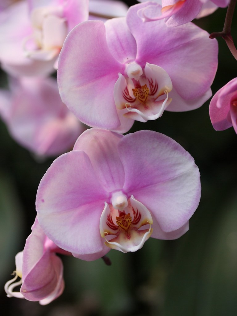 Jardins Verticais com Orquídeas: Beleza que Economiza Espaço