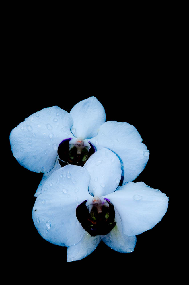 Orquídeas no Casamento: Decoração e Significados Especiais