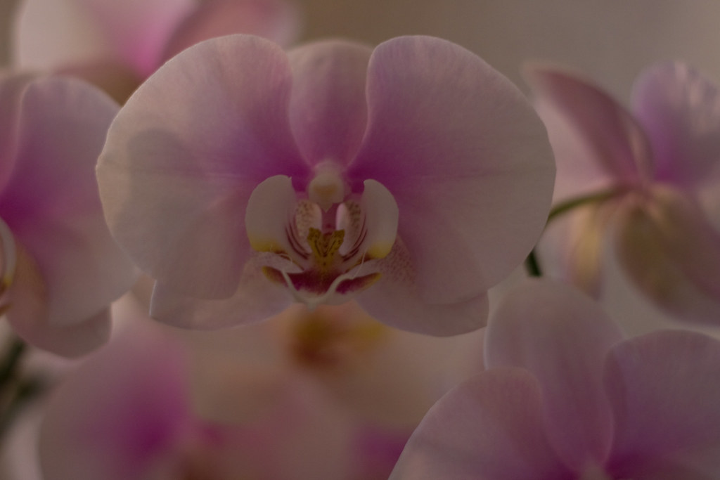 Orquídeas no Casamento: Decoração e Significados Especiais