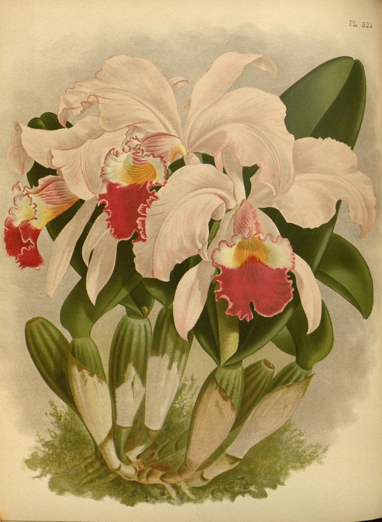 Orquídeas como Presente: Elegância que Encanta em Qualquer O