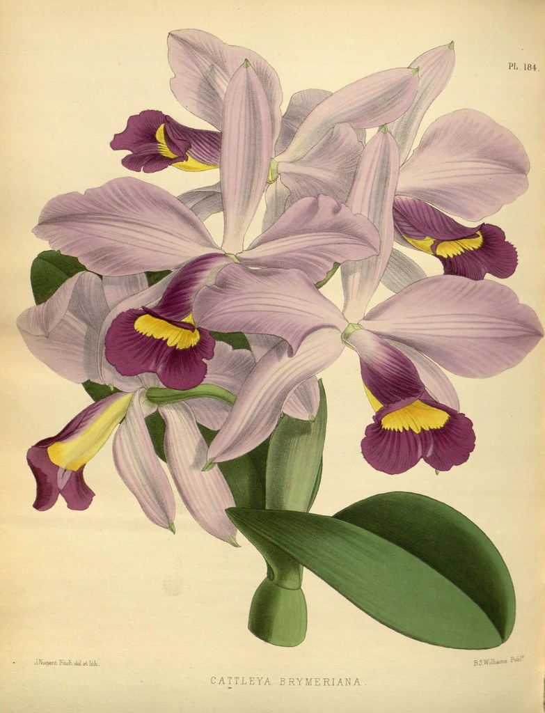 Orquídeas como Presente: Elegância que Encanta em Qualquer O