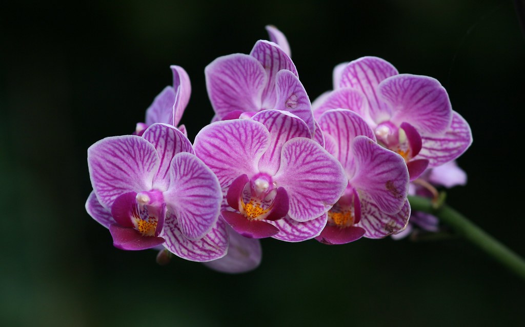 Como Cultivar Orquídeas em Casa: Guia Completo para Iniciant