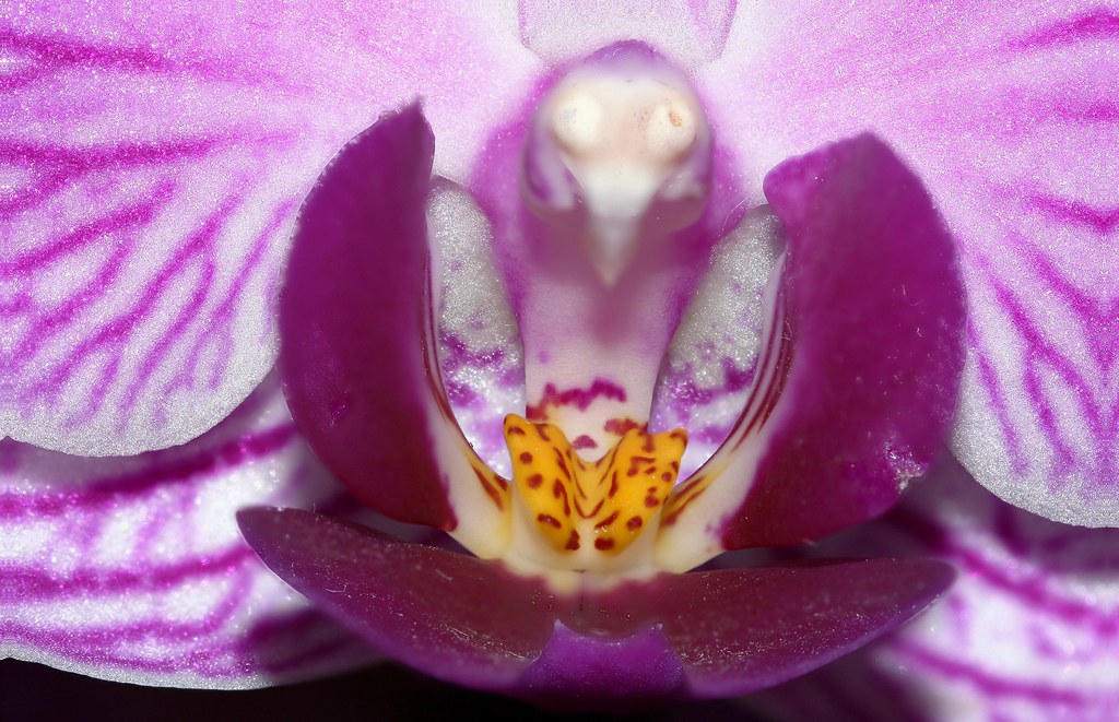 Como Cultivar Orquídeas em Casa: Guia Completo para Iniciant