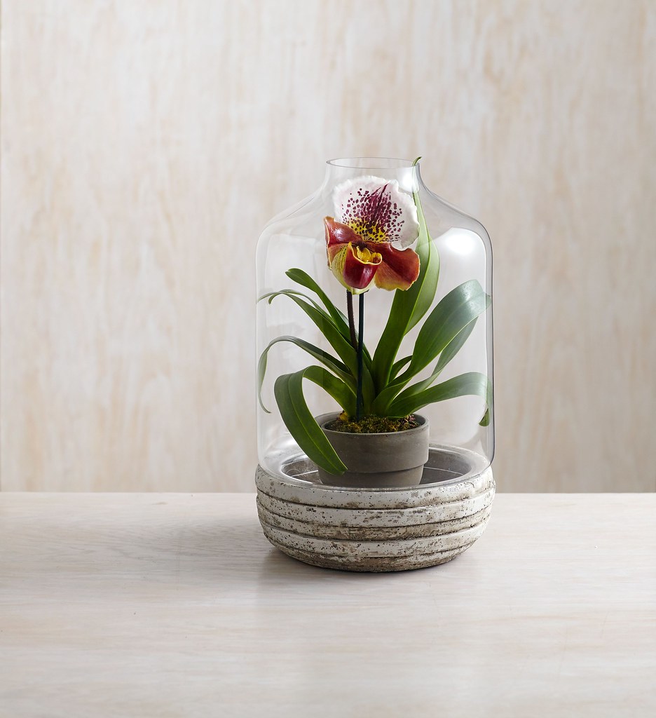 Substratos para Orquídeas: A Base para um Cultivo Saudável