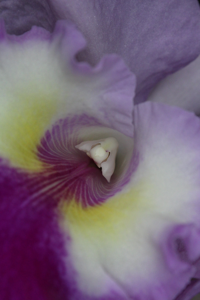 Poda e Replantio de Orquídeas: Técnicas Essenciais