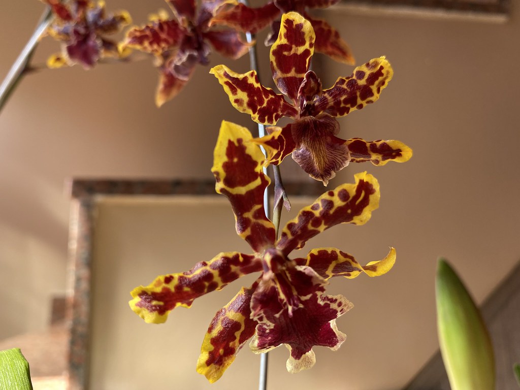Poda e Replantio de Orquídeas: Técnicas Essenciais