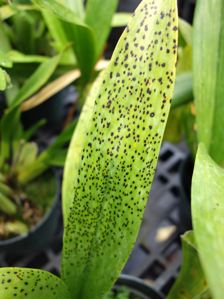 Bacterioses em Orquídeas: Sintomas, Diagnóstico e Controle