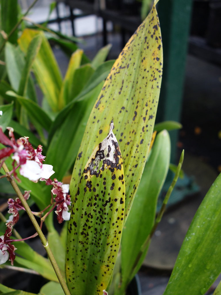 Bacterioses em Orquídeas: Sintomas, Diagnóstico e Controle