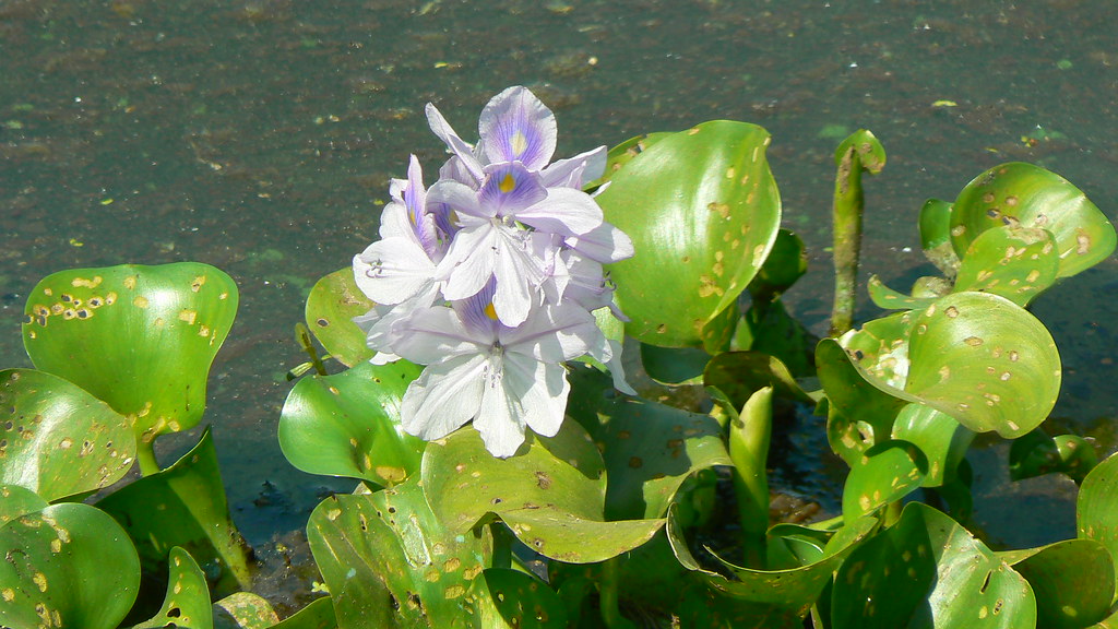 Cochonilhas e Pulgões em Orquídeas: Pragas Comuns e Como Eli