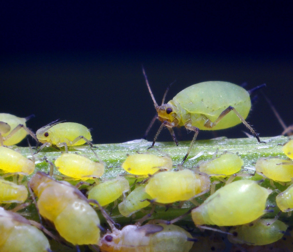 Cochonilhas e Pulgões em Orquídeas: Pragas Comuns e Como Eli