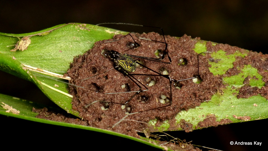 Manchas nas Folhas de Orquídeas: Causas, Diagnóstico e Trata