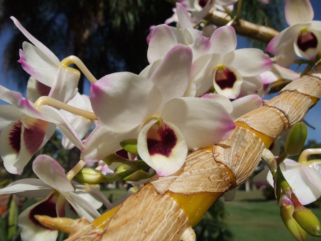 Dendrobium: Beleza Exótica e Versátil para Seu Orquidário