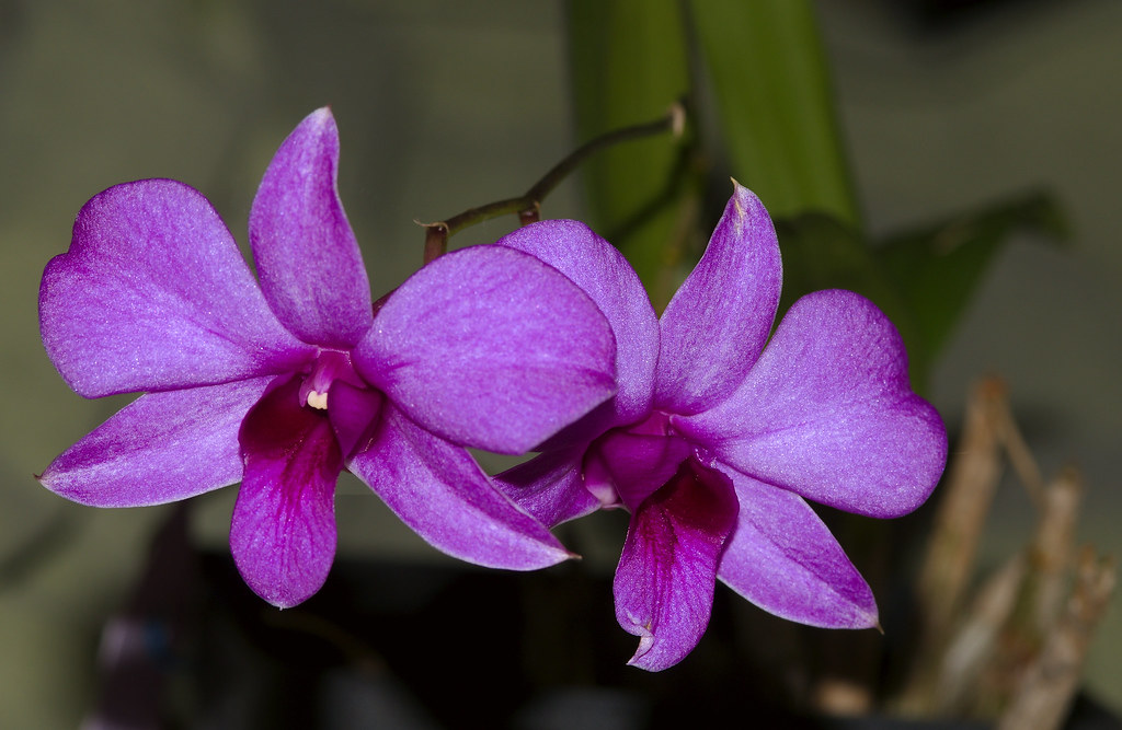 Dendrobium: Beleza Exótica e Versátil para Seu Orquidário