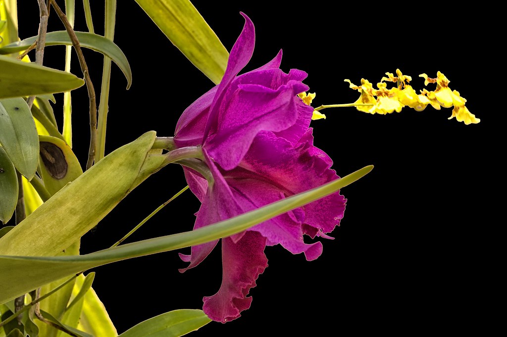 Oncidium: A Encantadora Chuva-de-Ouro para Cultivo Doméstico