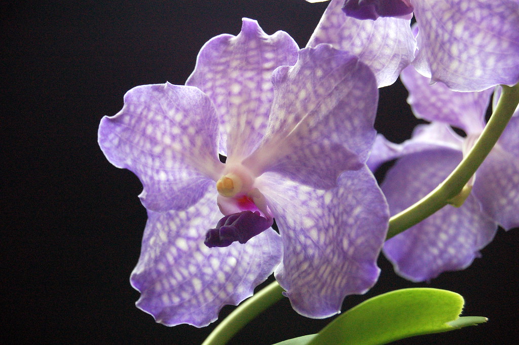 Vanda: A Orquídea Azul que Encanta com Raízes Aéreas