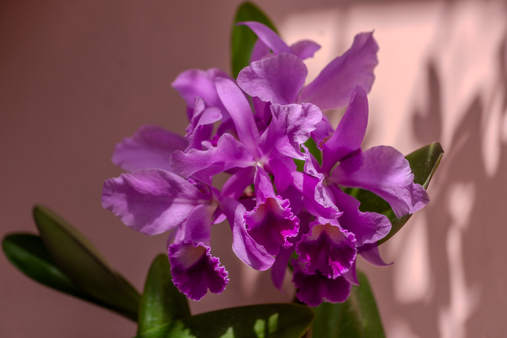 Orquídeas Nativas Brasileiras: Espécies Raras para Cultivar 