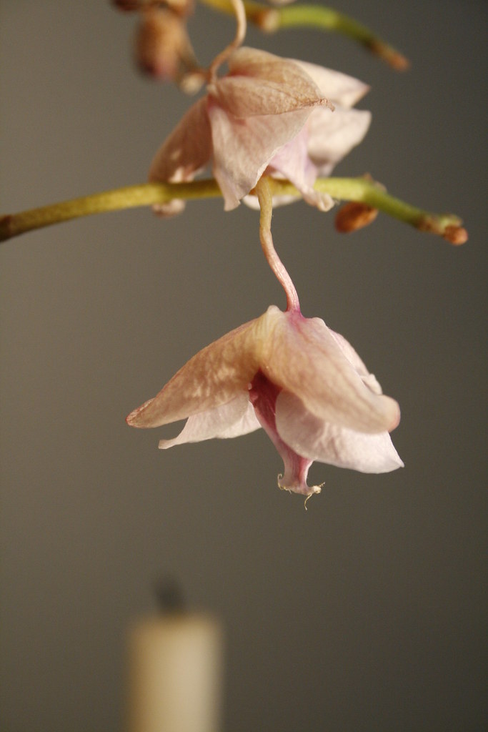 Fungos em Orquídeas: Como Identificar, Tratar e Prevenir