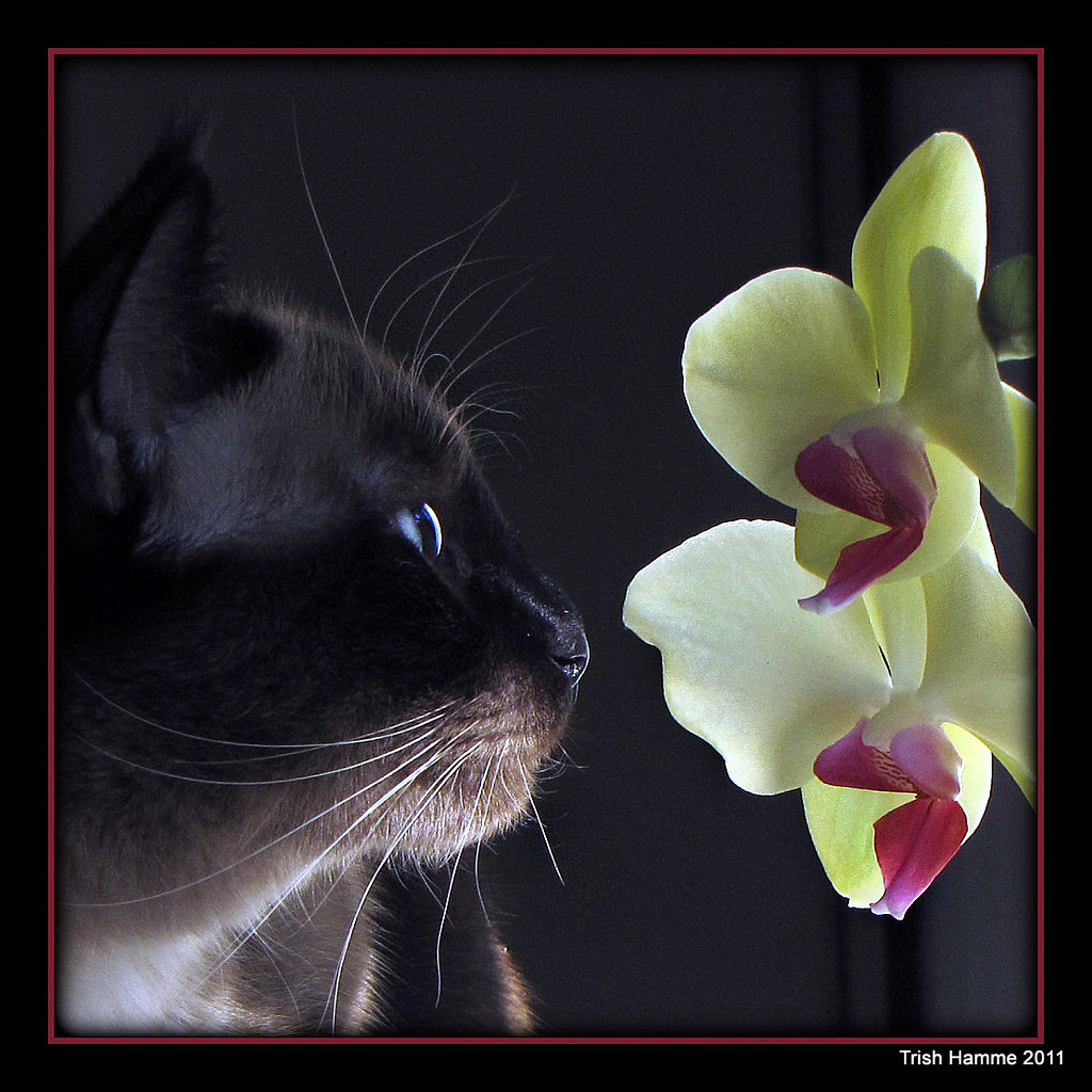 Luminosidade e Temperatura Ideal para Orquídeas