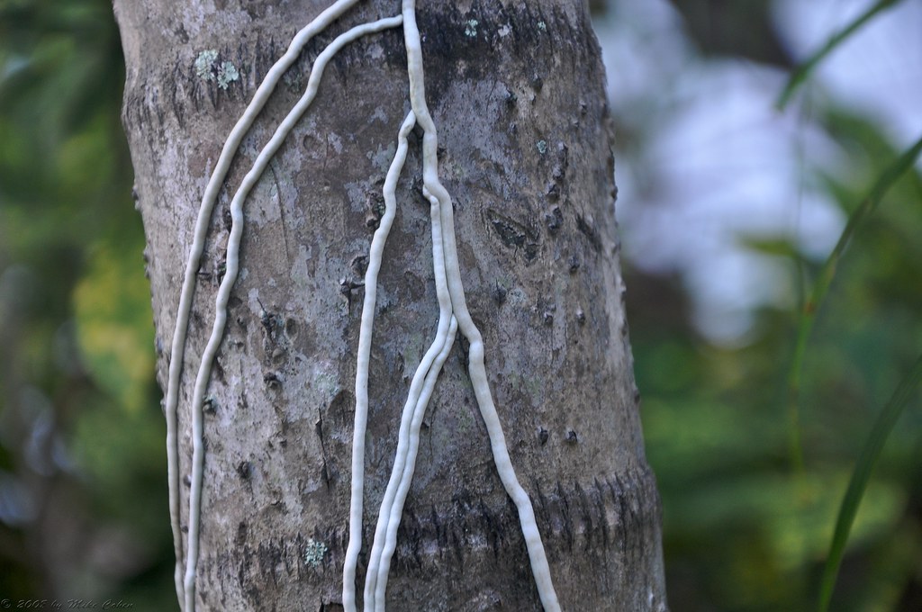 Ácaros e Podridão Radicular em Orquídeas: Problemas Silencio