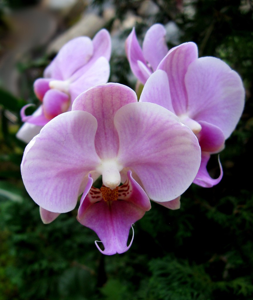 Phalaenopsis: A Elegante Orquídea Borboleta para Cultivo Dom