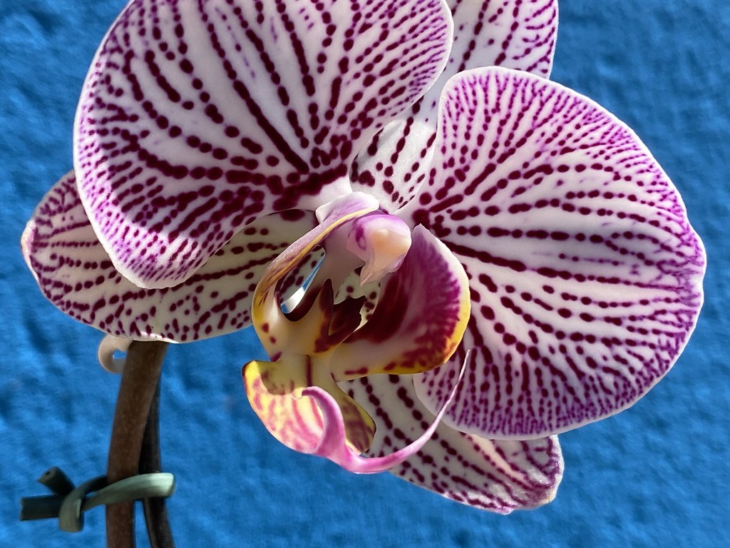 Phalaenopsis: A Elegante Orquídea Borboleta para Cultivo Dom