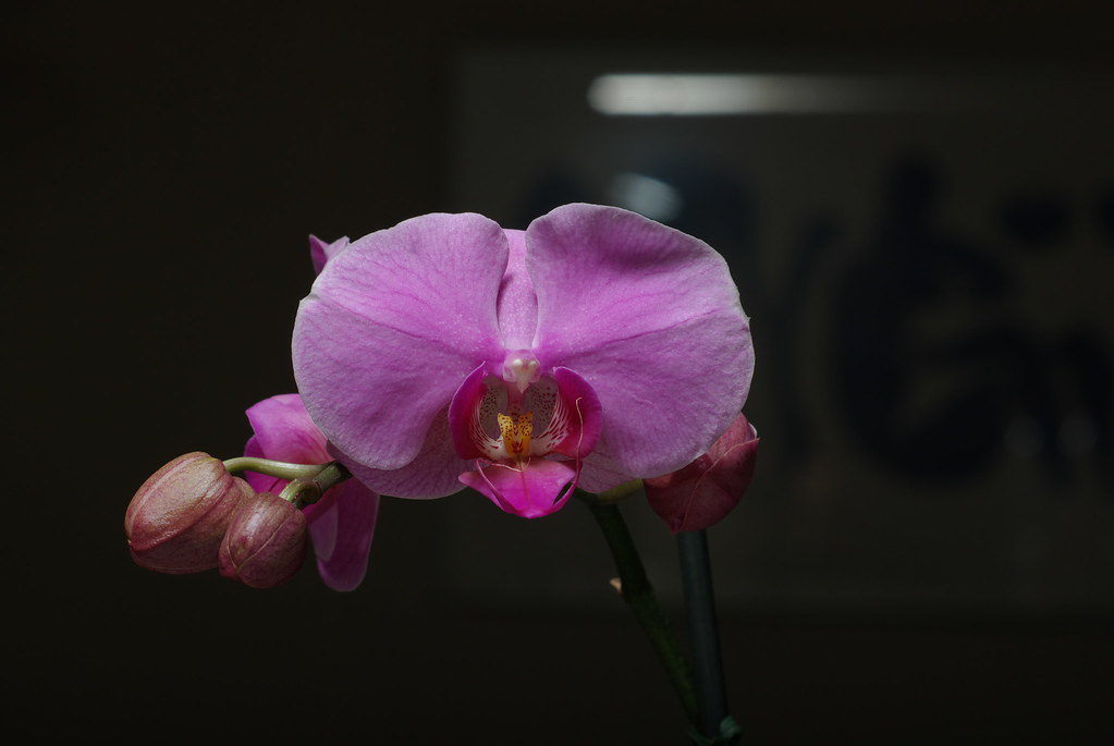 NPK: O Guia Completo dos Macronutrientes para Orquídeas