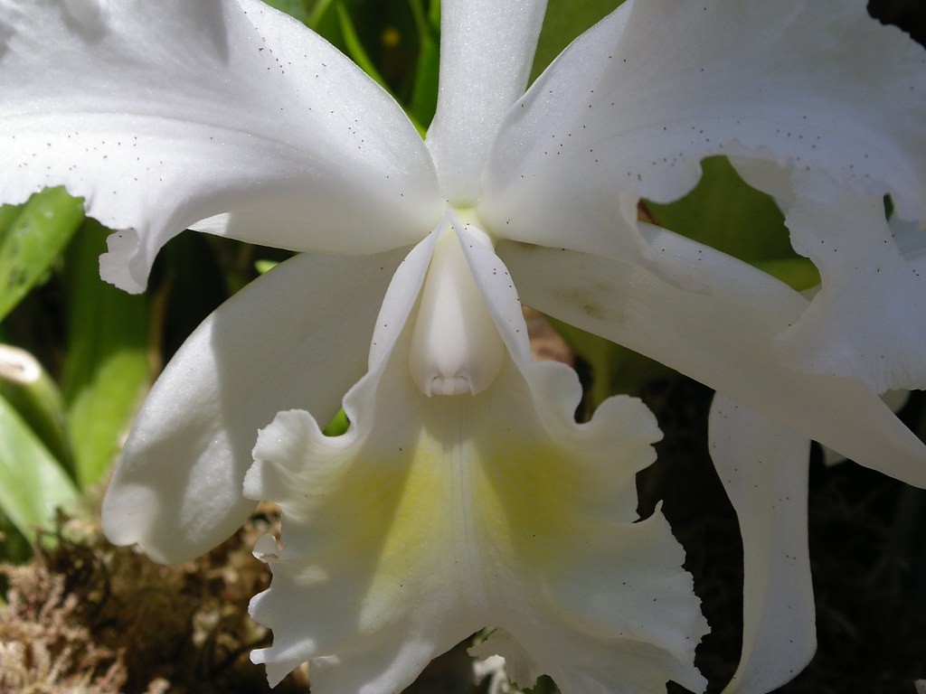 Cattleya: A Rainha das Orquídeas e Seus Cuidados Essenciais
