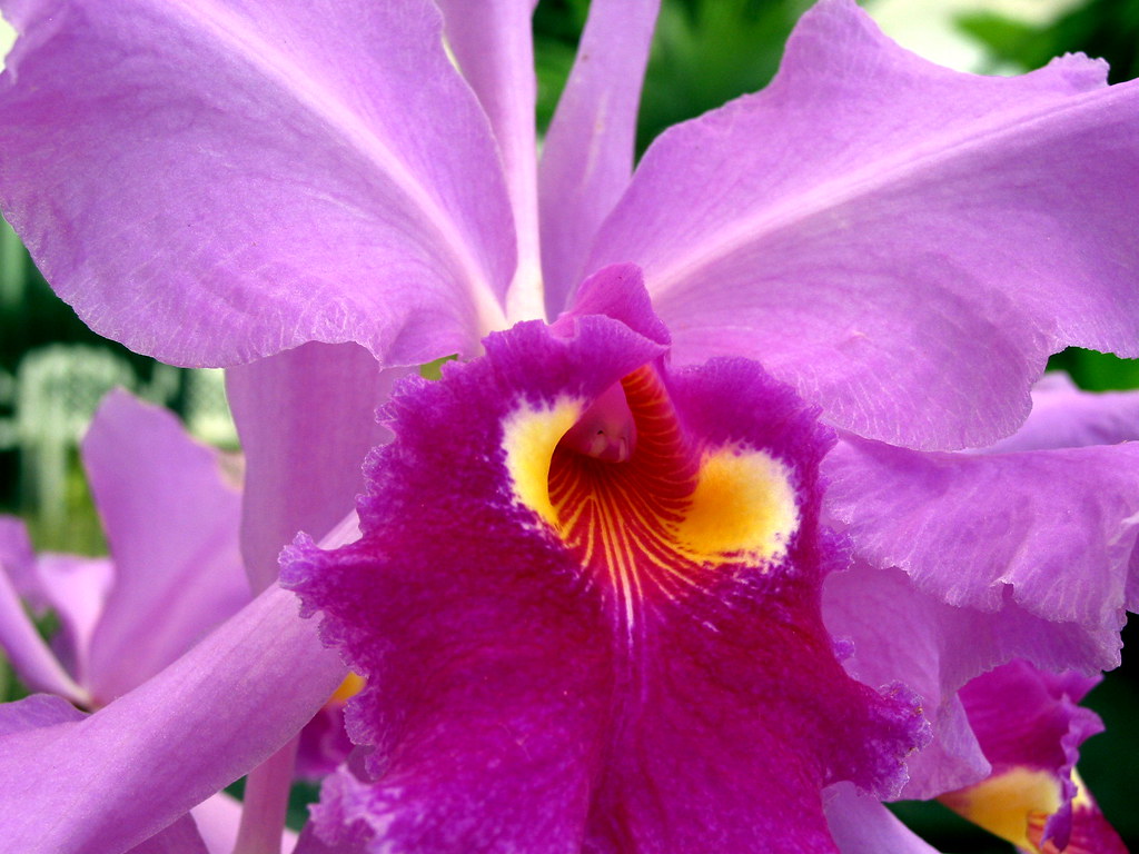 Cattleya: A Rainha das Orquídeas e Seus Cuidados Essenciais