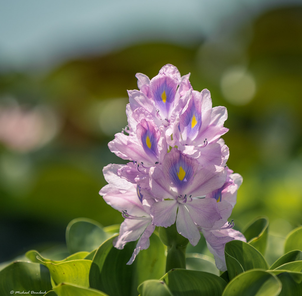 Frequência de Rega para Orquídeas: Como e Quando Regar Corre