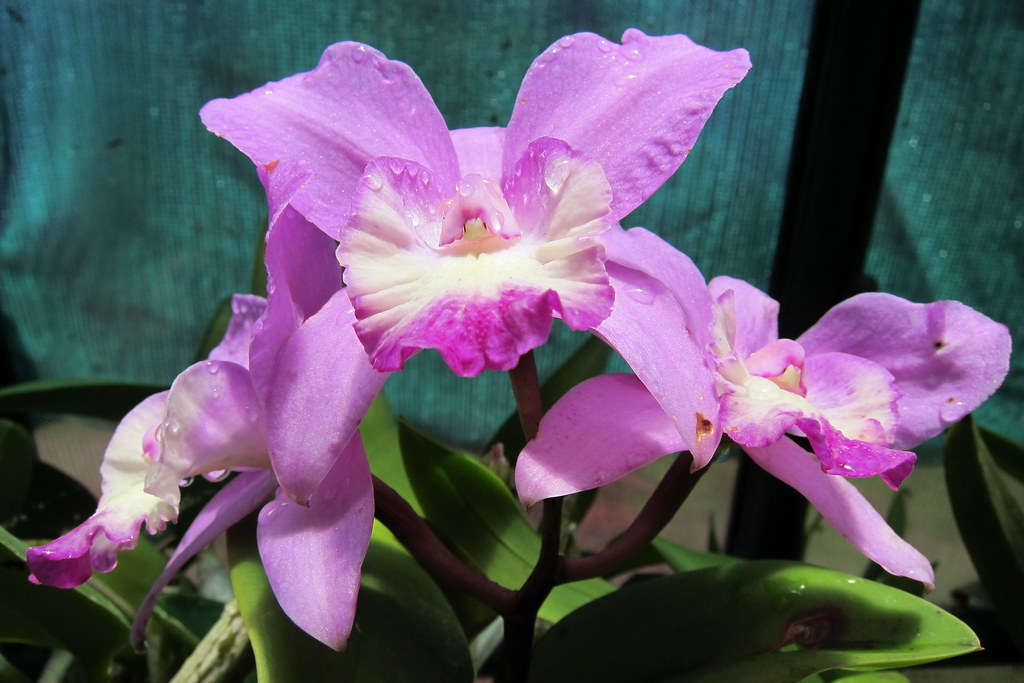 Como Adubar Orquídeas Durante a Floração